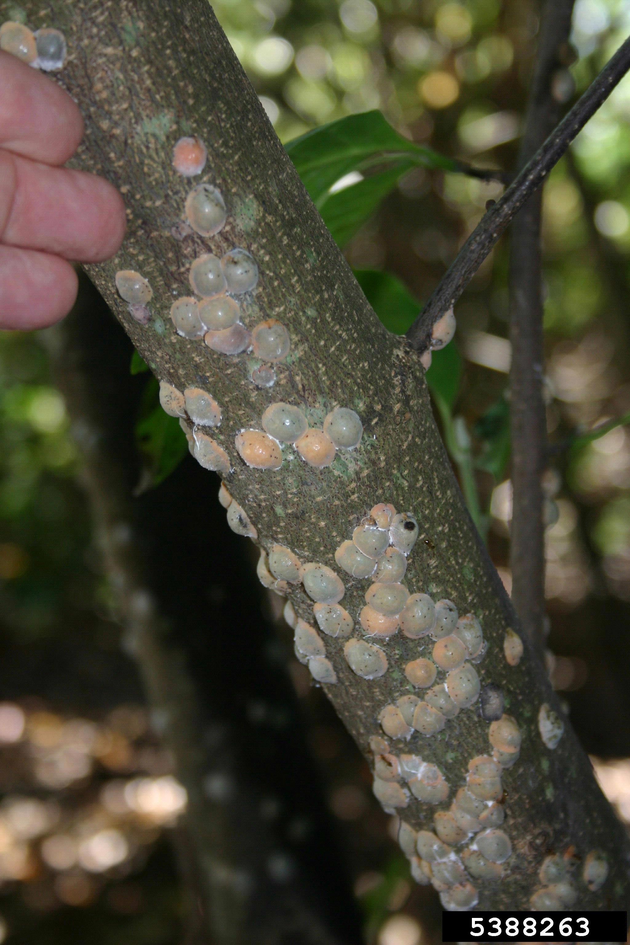 Magnolia scale infestation on a branch.